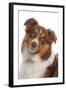 Domestic Dog, Border Collie, liver tricolour adult, close-up of head-Chris Brignell-Framed Photographic Print