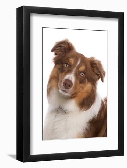 Domestic Dog, Border Collie, liver tricolour adult, close-up of head-Chris Brignell-Framed Photographic Print