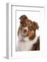 Domestic Dog, Border Collie, liver tricolour adult, close-up of head-Chris Brignell-Framed Photographic Print