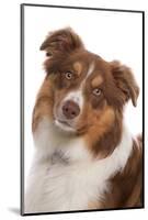 Domestic Dog, Border Collie, liver tricolour adult, close-up of head-Chris Brignell-Mounted Photographic Print