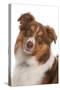 Domestic Dog, Border Collie, liver tricolour adult, close-up of head-Chris Brignell-Stretched Canvas