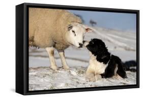 Domestic Dog, Border Collie sheepdog, adult, nose to nose with Texel ram in snow-Wayne Hutchinson-Framed Stretched Canvas