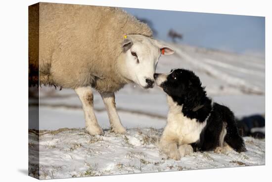 Domestic Dog, Border Collie sheepdog, adult, nose to nose with Texel ram in snow-Wayne Hutchinson-Stretched Canvas