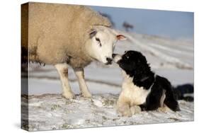 Domestic Dog, Border Collie sheepdog, adult, nose to nose with Texel ram in snow-Wayne Hutchinson-Stretched Canvas