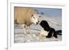Domestic Dog, Border Collie sheepdog, adult, nose to nose with Texel ram in snow-Wayne Hutchinson-Framed Photographic Print