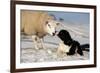 Domestic Dog, Border Collie sheepdog, adult, nose to nose with Texel ram in snow-Wayne Hutchinson-Framed Photographic Print