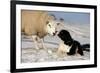 Domestic Dog, Border Collie sheepdog, adult, nose to nose with Texel ram in snow-Wayne Hutchinson-Framed Photographic Print