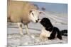 Domestic Dog, Border Collie sheepdog, adult, nose to nose with Texel ram in snow-Wayne Hutchinson-Mounted Photographic Print