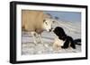 Domestic Dog, Border Collie sheepdog, adult, nose to nose with Texel ram in snow-Wayne Hutchinson-Framed Photographic Print