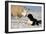 Domestic Dog, Border Collie sheepdog, adult, nose to nose with Texel ram in snow-Wayne Hutchinson-Framed Photographic Print