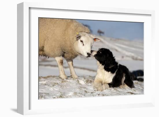 Domestic Dog, Border Collie sheepdog, adult, nose to nose with Texel ram in snow-Wayne Hutchinson-Framed Photographic Print