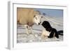 Domestic Dog, Border Collie sheepdog, adult, nose to nose with Texel ram in snow-Wayne Hutchinson-Framed Photographic Print