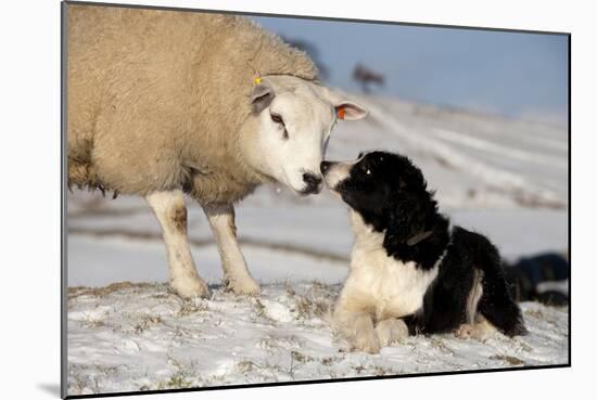 Domestic Dog, Border Collie sheepdog, adult, nose to nose with Texel ram in snow-Wayne Hutchinson-Mounted Photographic Print