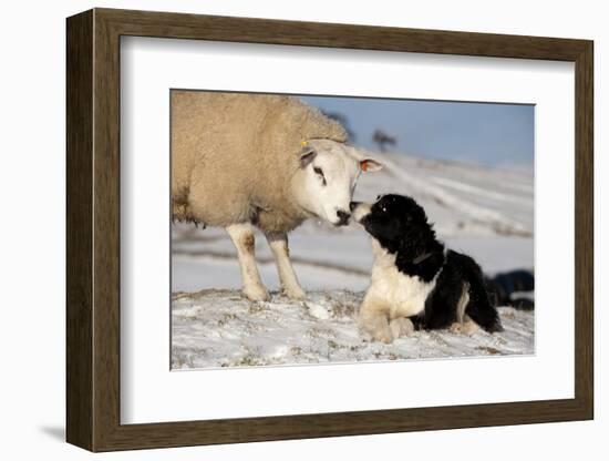 Domestic Dog, Border Collie sheepdog, adult, nose to nose with Texel ram in snow-Wayne Hutchinson-Framed Photographic Print