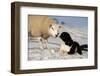 Domestic Dog, Border Collie sheepdog, adult, nose to nose with Texel ram in snow-Wayne Hutchinson-Framed Photographic Print