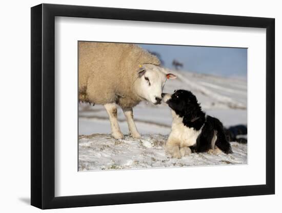 Domestic Dog, Border Collie sheepdog, adult, nose to nose with Texel ram in snow-Wayne Hutchinson-Framed Photographic Print