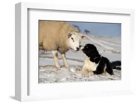 Domestic Dog, Border Collie sheepdog, adult, nose to nose with Texel ram in snow-Wayne Hutchinson-Framed Photographic Print