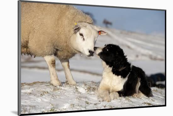 Domestic Dog, Border Collie sheepdog, adult, nose to nose with Texel ram in snow-Wayne Hutchinson-Mounted Photographic Print