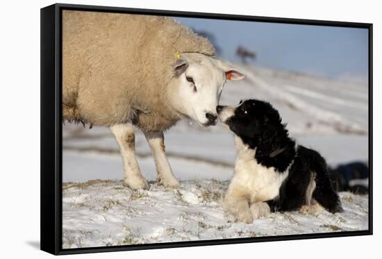 Domestic Dog, Border Collie sheepdog, adult, nose to nose with Texel ram in snow-Wayne Hutchinson-Framed Stretched Canvas