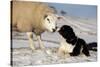 Domestic Dog, Border Collie sheepdog, adult, nose to nose with Texel ram in snow-Wayne Hutchinson-Stretched Canvas
