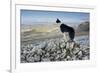 Domestic Dog, Border Collie, working sheepdog, adult-Wayne Hutchinson-Framed Photographic Print