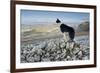 Domestic Dog, Border Collie, working sheepdog, adult-Wayne Hutchinson-Framed Photographic Print