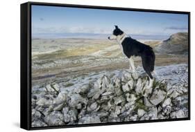 Domestic Dog, Border Collie, working sheepdog, adult-Wayne Hutchinson-Framed Stretched Canvas
