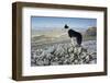 Domestic Dog, Border Collie, working sheepdog, adult-Wayne Hutchinson-Framed Photographic Print