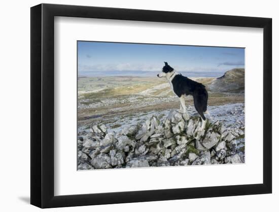 Domestic Dog, Border Collie, working sheepdog, adult-Wayne Hutchinson-Framed Photographic Print