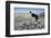 Domestic Dog, Border Collie, working sheepdog, adult-Wayne Hutchinson-Framed Photographic Print