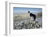 Domestic Dog, Border Collie, working sheepdog, adult-Wayne Hutchinson-Framed Photographic Print