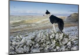 Domestic Dog, Border Collie, working sheepdog, adult-Wayne Hutchinson-Mounted Photographic Print