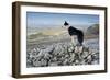 Domestic Dog, Border Collie, working sheepdog, adult-Wayne Hutchinson-Framed Photographic Print