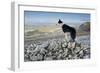 Domestic Dog, Border Collie, working sheepdog, adult-Wayne Hutchinson-Framed Photographic Print