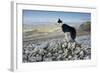 Domestic Dog, Border Collie, working sheepdog, adult-Wayne Hutchinson-Framed Photographic Print