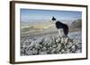 Domestic Dog, Border Collie, working sheepdog, adult-Wayne Hutchinson-Framed Photographic Print