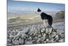 Domestic Dog, Border Collie, working sheepdog, adult-Wayne Hutchinson-Mounted Photographic Print