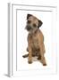 Domestic Dog, Border Terrier, adult, sitting-Chris Brignell-Framed Photographic Print