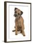 Domestic Dog, Border Terrier, adult, sitting-Chris Brignell-Framed Photographic Print