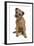 Domestic Dog, Border Terrier, adult, sitting-Chris Brignell-Framed Photographic Print