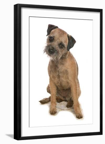 Domestic Dog, Border Terrier, adult, sitting-Chris Brignell-Framed Photographic Print