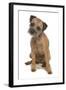 Domestic Dog, Border Terrier, adult, sitting-Chris Brignell-Framed Photographic Print