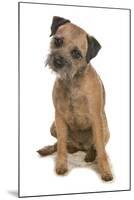 Domestic Dog, Border Terrier, adult, sitting-Chris Brignell-Mounted Photographic Print