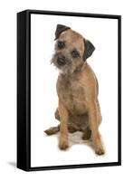 Domestic Dog, Border Terrier, adult, sitting-Chris Brignell-Framed Stretched Canvas