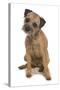 Domestic Dog, Border Terrier, adult, sitting-Chris Brignell-Stretched Canvas