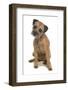 Domestic Dog, Border Terrier, adult, sitting-Chris Brignell-Framed Photographic Print