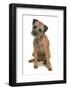 Domestic Dog, Border Terrier, adult, sitting-Chris Brignell-Framed Photographic Print