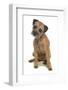 Domestic Dog, Border Terrier, adult, sitting-Chris Brignell-Framed Photographic Print