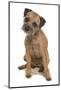 Domestic Dog, Border Terrier, adult, sitting-Chris Brignell-Mounted Photographic Print