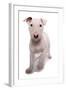 Domestic Dog, Bull Terrier, puppy, eight-weeks old-Chris Brignell-Framed Photographic Print